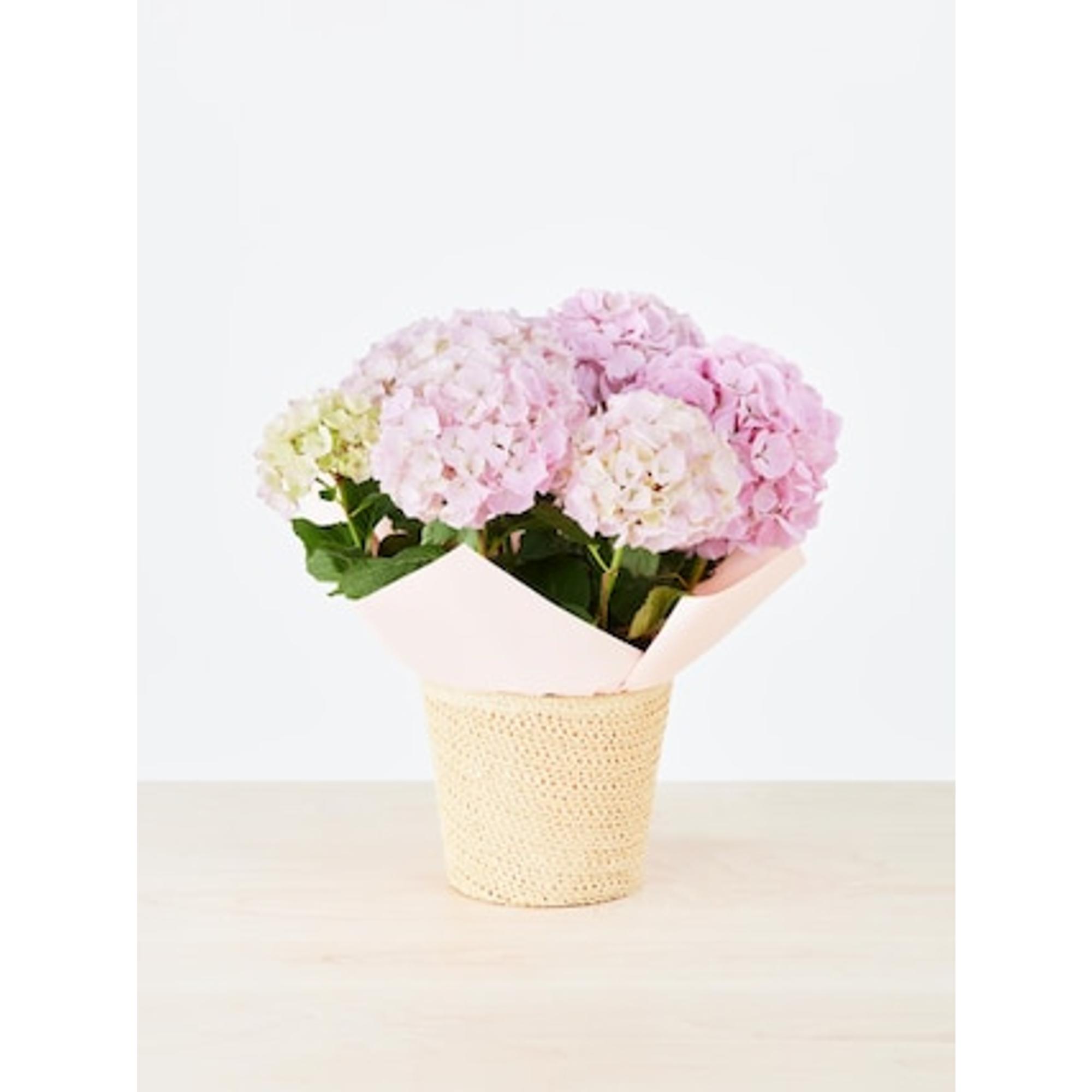 【予約商品】母の日アジサイ(5/6-11お届け)